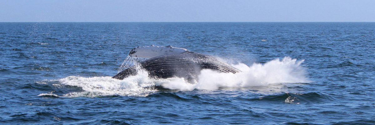 Whale watching in Máncora en Piura